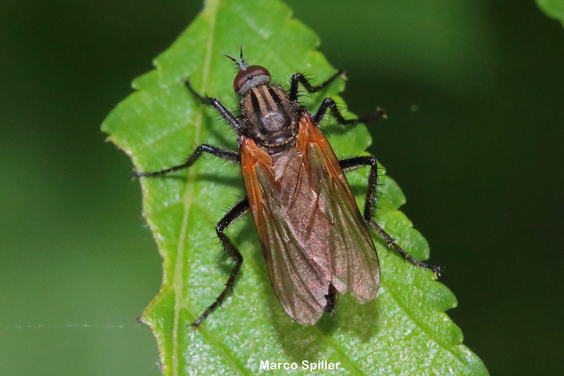 Empis tessellata